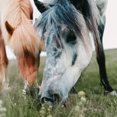 Pensionspferdebetrieb - Spezialisiert auf Islandpferde, Merlbacher Hof - Symbolbild