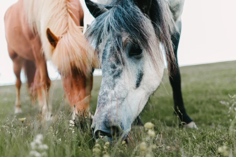 Pensionspferdebetrieb - Spezialisiert auf Islandpferde, Merlbacher Hof - Symbolbild