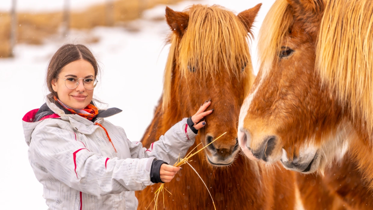 Paradies für Islandpferde - Symbolbild