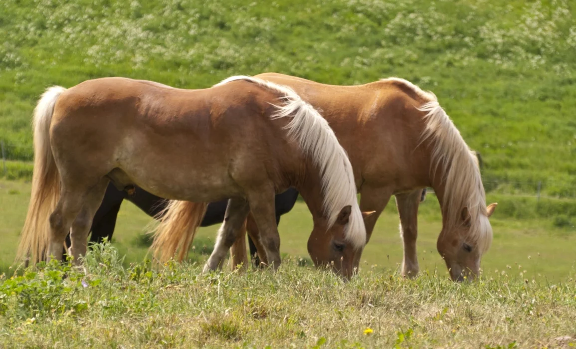 Islandpferde auf der Koppel - Symbolbild