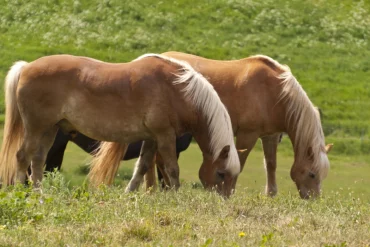 Islandpferde auf der Koppel - Symbolbild