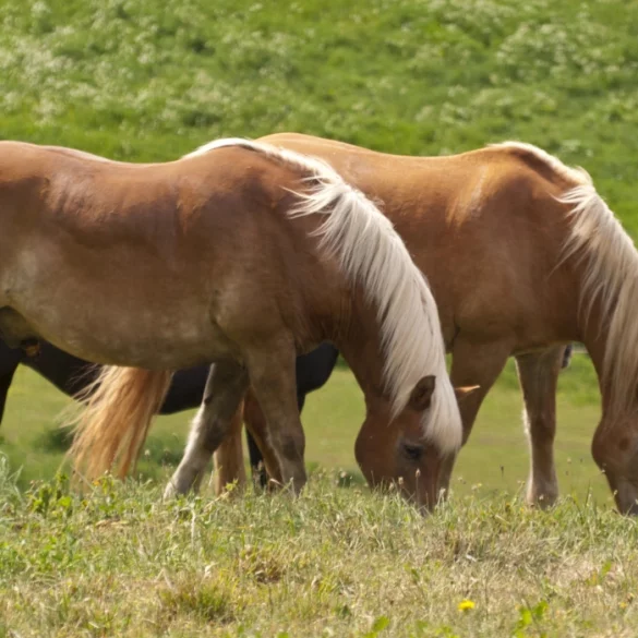 Islandpferde auf der Koppel - Symbolbild