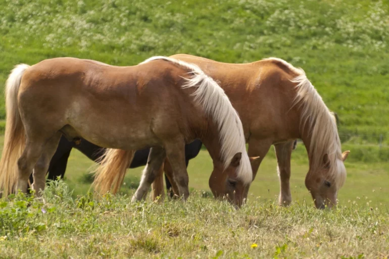 Islandpferde auf der Koppel - Symbolbild