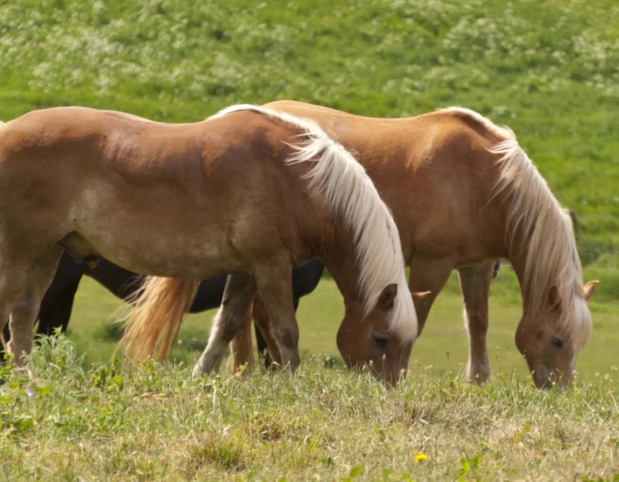 Islandpferde auf der Koppel - Symbolbild
