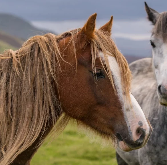 Merlbacher Hof - Symbolbild