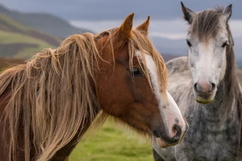 Merlbacher Hof - Symbolbild