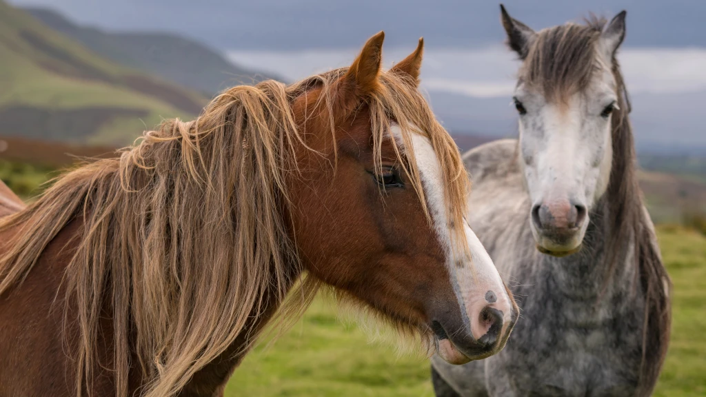 Merlbacher Hof - Symbolbild