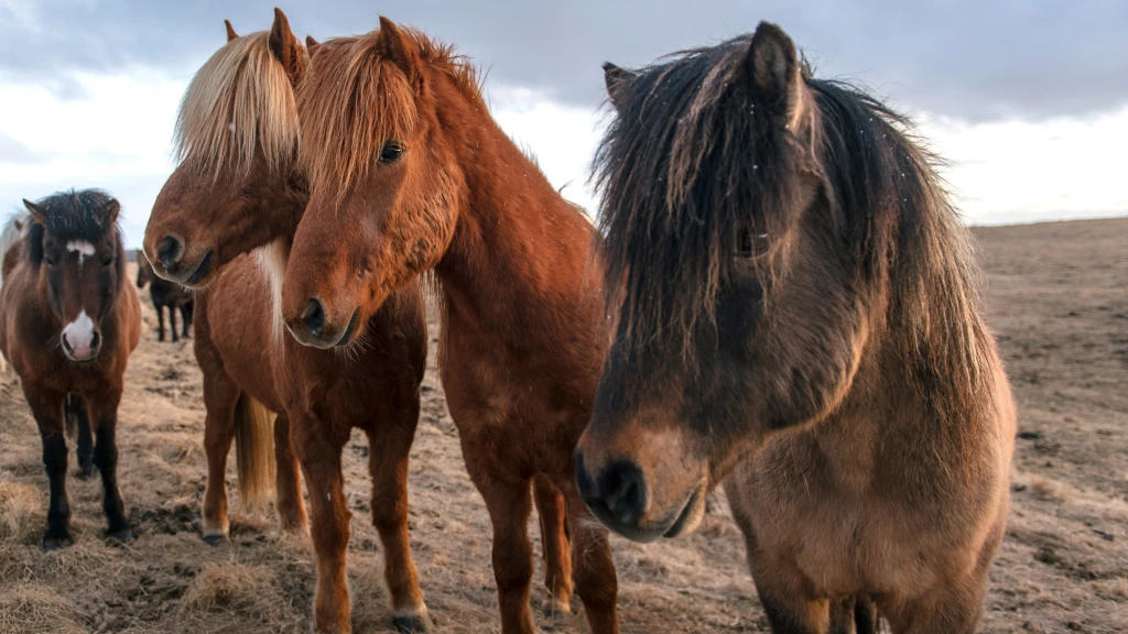 Merlbacher Hof - Symbolbild