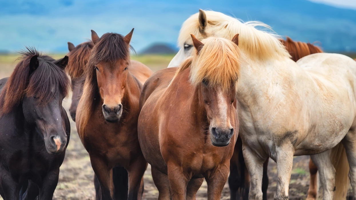 Islandpferde im Aktivstall - Symbolbild