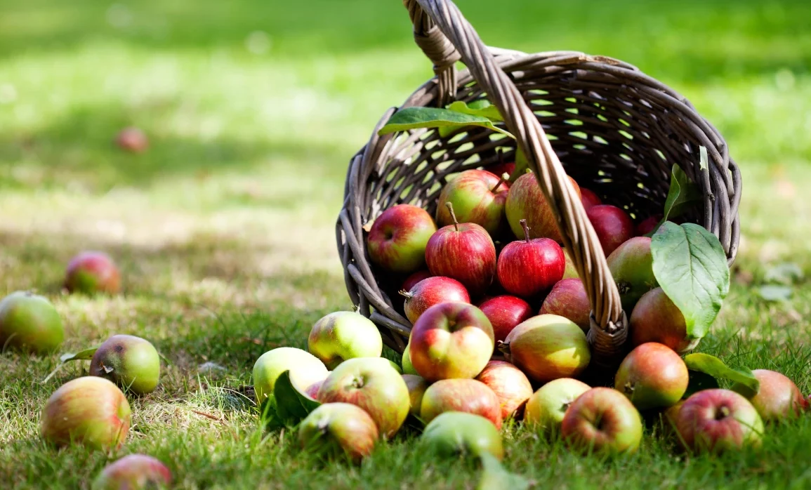 Apfelernte 2025 auf dem Merlbacher Hof