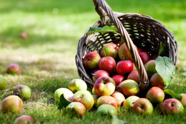 Apfelernte 2025 auf dem Merlbacher Hof