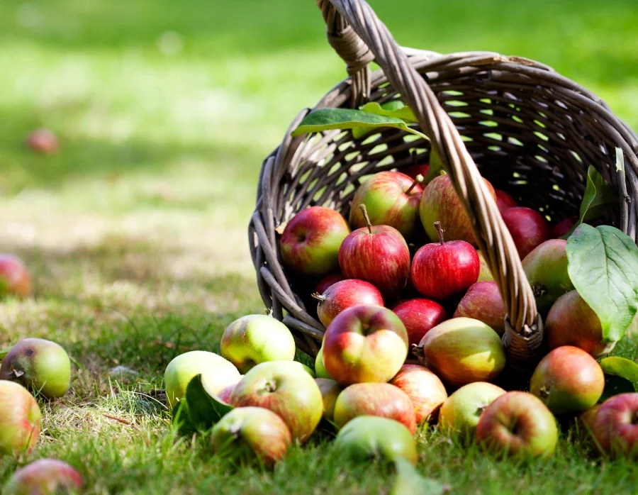 Apfelernte 2025 auf dem Merlbacher Hof