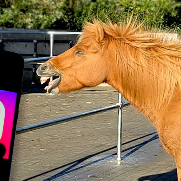 Den Merlbacher Hof findet ihr auch auf Instagram