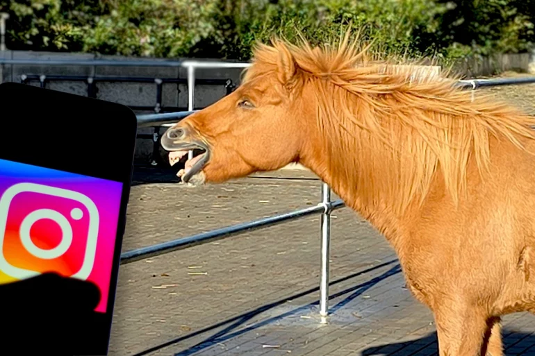 Den Merlbacher Hof findet ihr auch auf Instagram