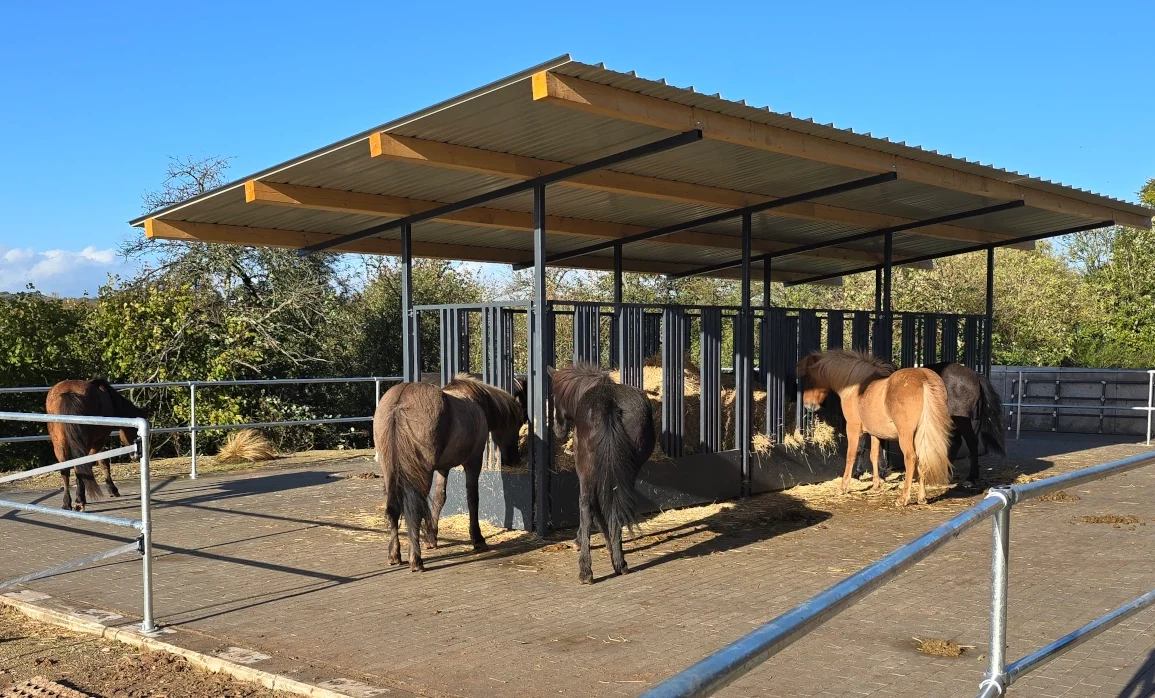 Ausstattung Merlbacher Hof - Islandpferde an der Futterraufe im Aktivstall