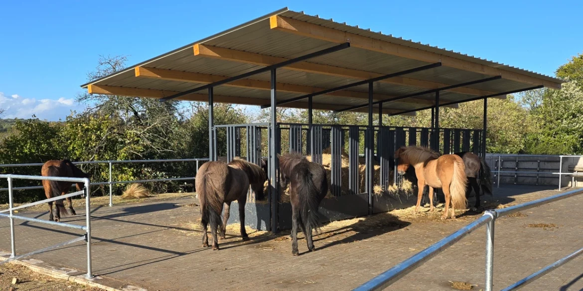 Ausstattung Merlbacher Hof - Islandpferde an der Futterraufe im Aktivstall