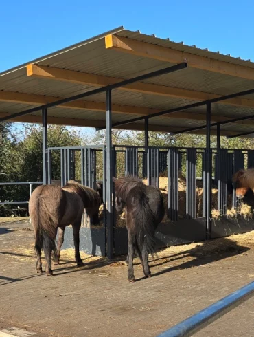 Ausstattung Merlbacher Hof - Islandpferde an der Futterraufe im Aktivstall