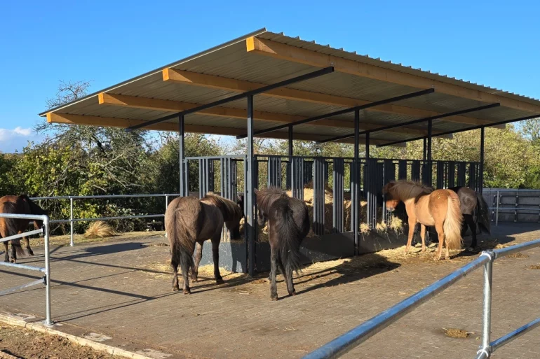 Ausstattung Merlbacher Hof - Islandpferde an der Futterraufe im Aktivstall